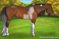 Horse Color:Buckskin Sabino Tobiano