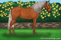 Horse Color:Silver Bay 