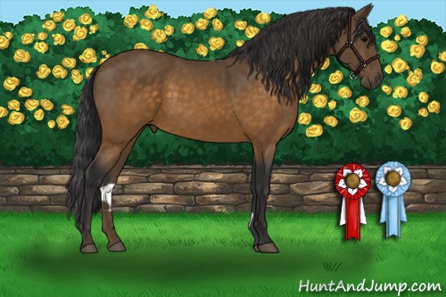 Horse Color:Buckskin 