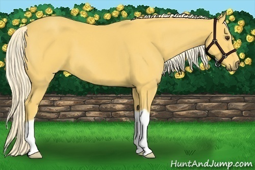 Horse Color:Palomino 
