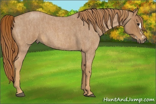 Horse Color:Red Roan Splash Frame Brindle