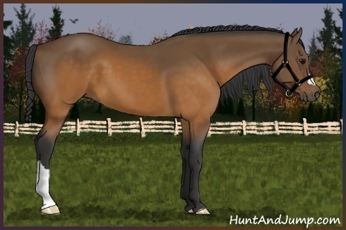 Horse Color:Buckskin