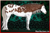 Horse Color:Silver Brown Splash Appaloosa 
