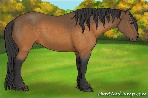Horse Color:Buckskin 