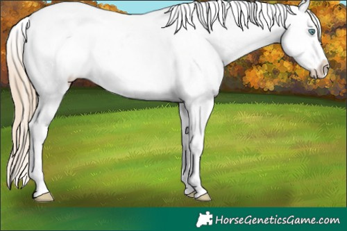 Horse Color:Perlino Sabino Tobiano Appaloosa 