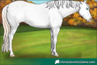 Horse Color:Perlino Sabino Tobiano Appaloosa 