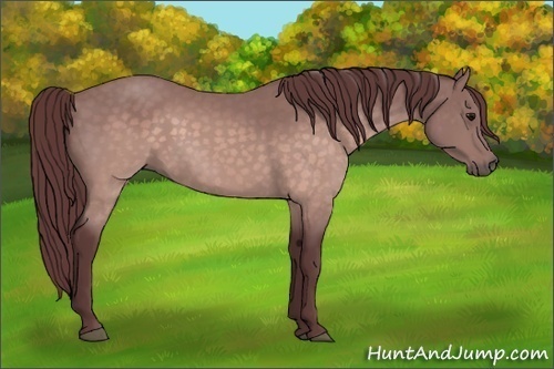 Horse Color:Platinum Chocolate Buckskin 