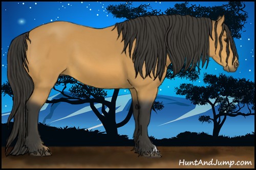 Horse Color:Buckskin