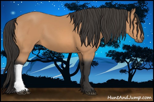 Horse Color:Buckskin 