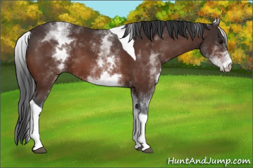 Horse Color:White Spotted Brown Tobiano 