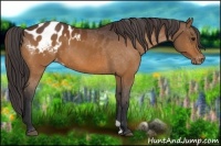 Horse Color:Bay Appaloosa 