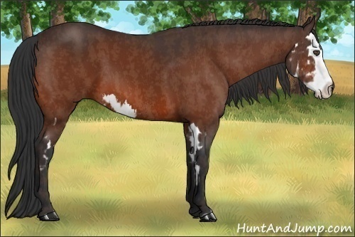 Horse Color:Bay Splash Frame  Brindle