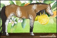 Horse Color:White Spotted Buckskin Sabino 