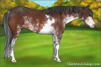 Horse Color:Bay Sabino 