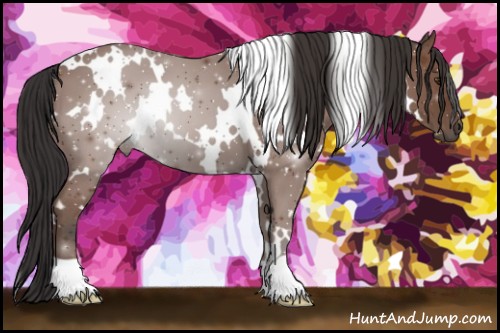 Horse Color:White Spotted Bay 