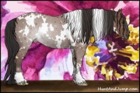 Horse Color:White Spotted Bay 