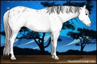 Horse Color:White Spotted Grullo Roan Splash Appaloosa 