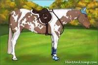 Horse Color:White Spotted Chestnut Tobiano