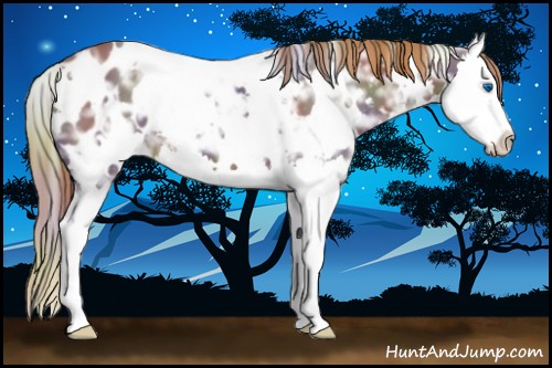 Horse Color:Nacre White Spotted Liver Chestnut Ice Splash Appaloosa 