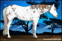 Horse Color:Nacre White Spotted Liver Chestnut Ice Splash Appaloosa