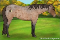 Horse Color:Buckskin Roan Appaloosa