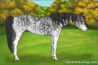 Horse Color:White Spotted Blue Roan Rabicano  and White Spotted Blue Roan Rabicano 