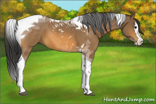 Horse Color:Buckskin Splash Tobiano 