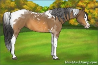 Horse Color:Buckskin Splash Tobiano 