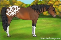Horse Color:Bay Appaloosa 