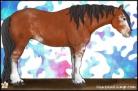 Horse Color:Bay Sabino 