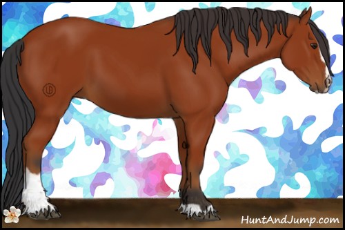 Horse Color:Bay Sabino 