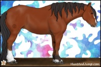 Horse Color:Bay Sabino 