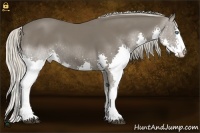 Horse Color:Silver Black Splash