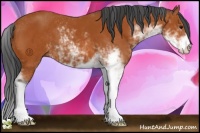 Horse Color:Bay Sabino 
