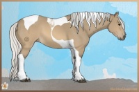 Horse Color:Silver Buckskin Tobiano 