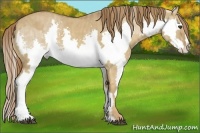 Horse Color:Red Dun Splash Frame  Brindle