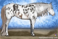 Horse Color:White Spotted Brown Splash Frame Appaloosa 