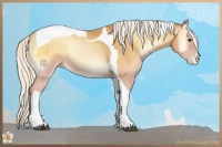 Horse Color:Silver Bay Pearl Onyx Tobiano 