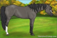 Horse Color:Grullo 