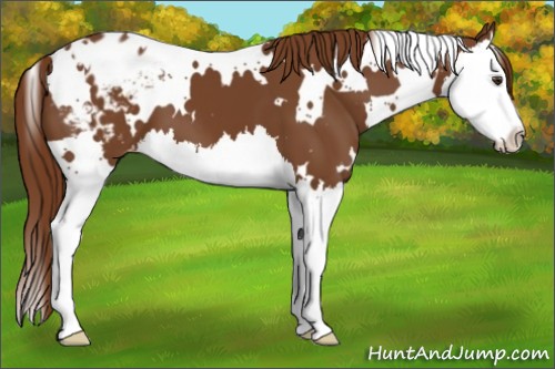 Horse Color:White Spotted Chestnut Splash Varnish 