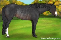 Horse Color:Brown Appaloosa Rabicano 