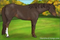 Horse Color:Liver Chestnut