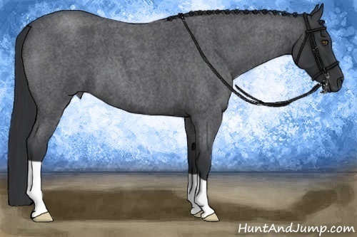 Horse Color:Blue Roan 