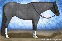 Horse Color:Blue Roan 
