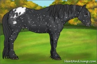 Horse Color:Black Appaloosa 