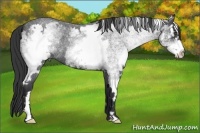 Horse Color:White Spotted Blue Roan Splash Frame 