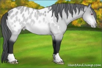 Horse Color:Bay Chinchilla Appaloosa 