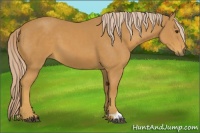 Horse Color:Palomino 