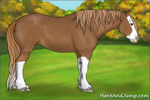 Horse Color:Chestnut Splash 