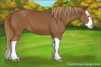 Horse Color:Chestnut Splash 